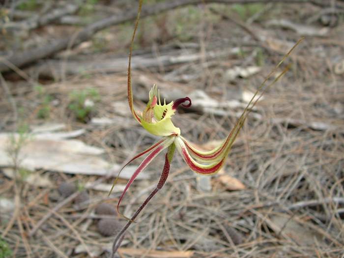 Caladenia - orchidaceae_mantis_002.jpg